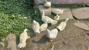 সাদা চিনা হাস রানিং ১ মেল ও ৩ ফিমেল
