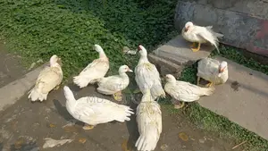 White Chinese Ducks, Running: 1 Male and 3 Females