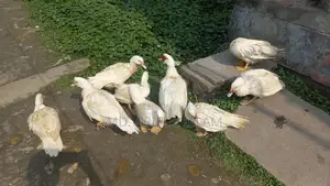 White Chinese Ducks, Running: 1 Male and 3 Females