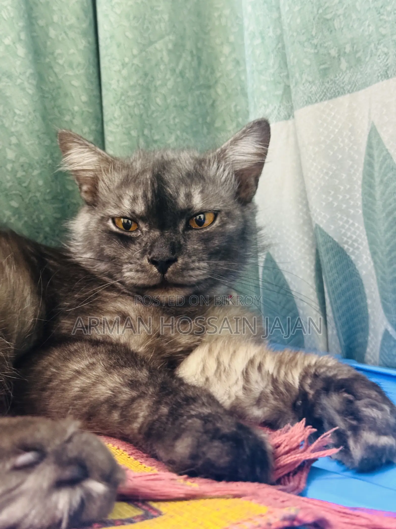 Persian male cat