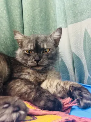 Persian male cat