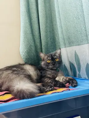 Persian male cat