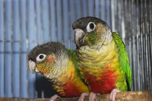 ইয়োলো সাইডেড conure birds