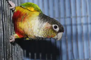 ইয়োলো সাইডেড conure birds