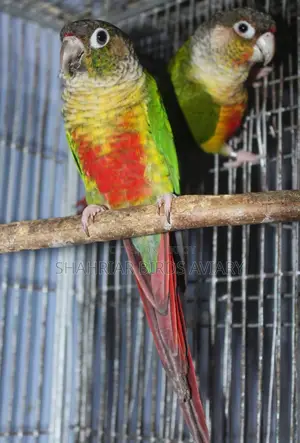 ইয়োলো সাইডেড conure birds