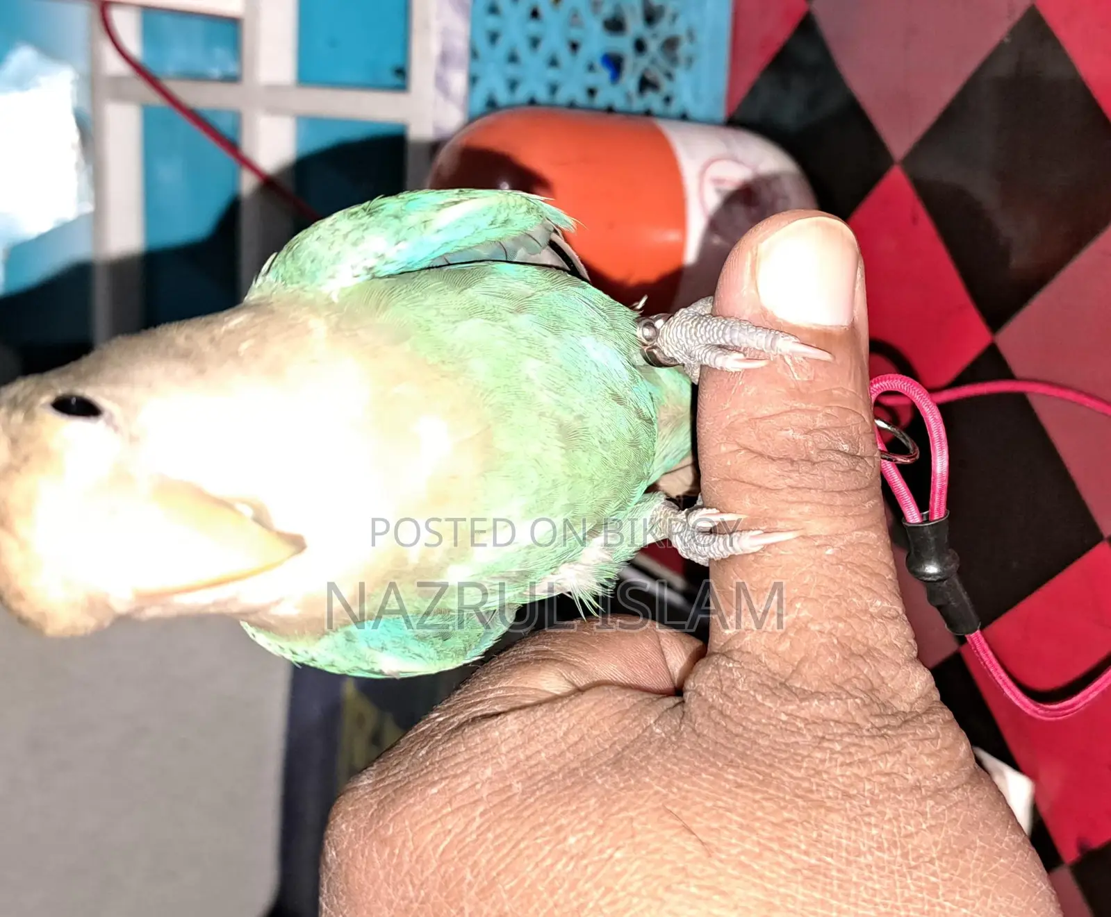 Love Bird