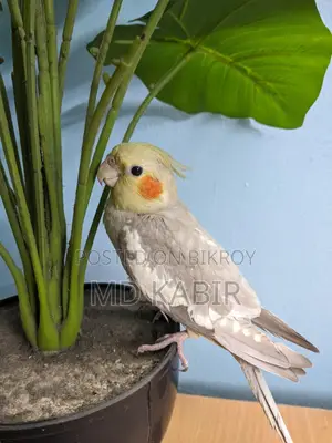 ককাটেল ফন মেল