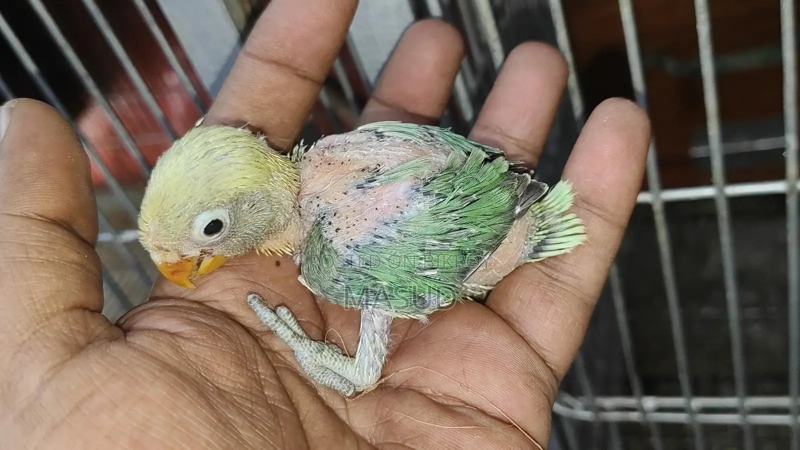 1 Pair of Running Lovebirds with 1 Baby