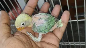 1 Pair of Running Lovebirds with 1 Baby