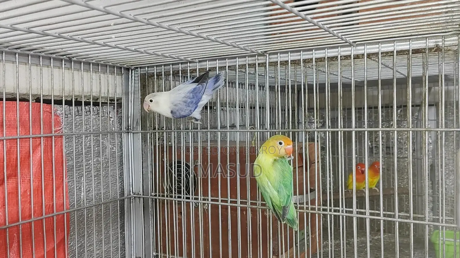 1 Pair of Running Lovebirds with 1 Baby