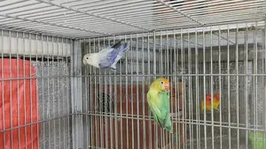 1 Pair of Running Lovebirds with 1 Baby