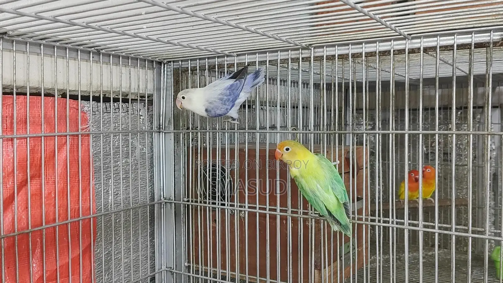 1 Pair of Running Lovebirds with 1 Baby