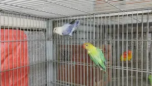1 Pair of Running Lovebirds with 1 Baby