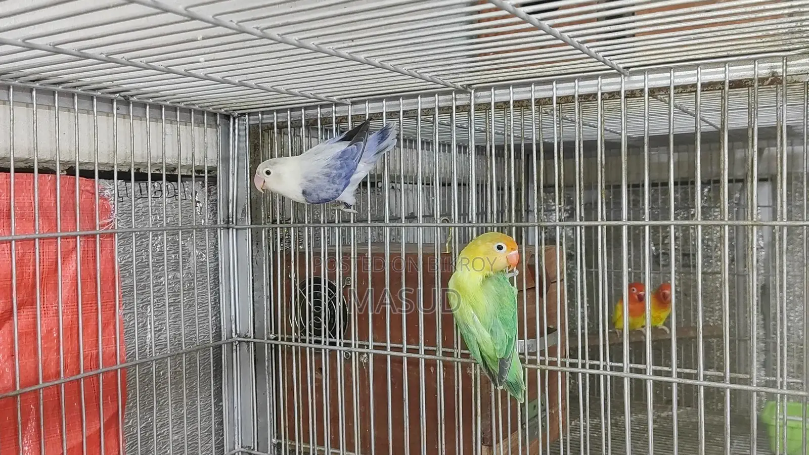 1 Pair of Running Lovebirds with 1 Baby