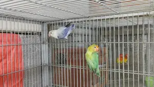 1 Pair of Running Lovebirds with 1 Baby
