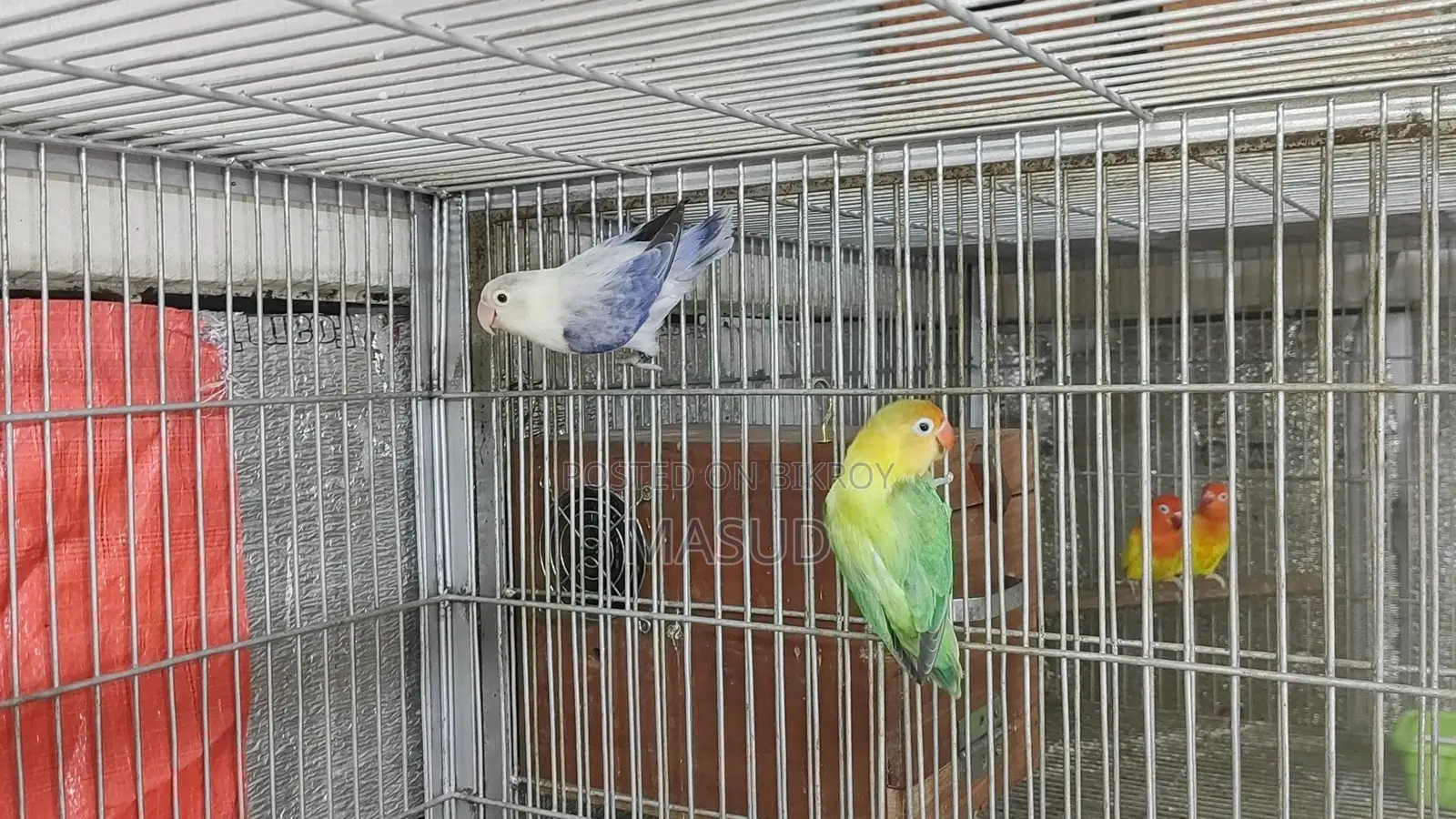 1 Pair of Running Lovebirds with 1 Baby