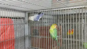 1 Pair of Running Lovebirds with 1 Baby