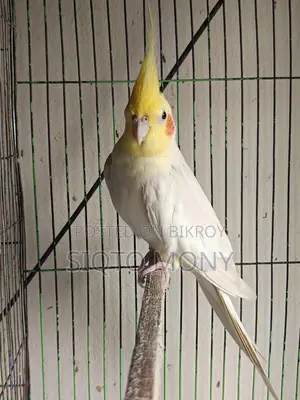 Cockatiel Male