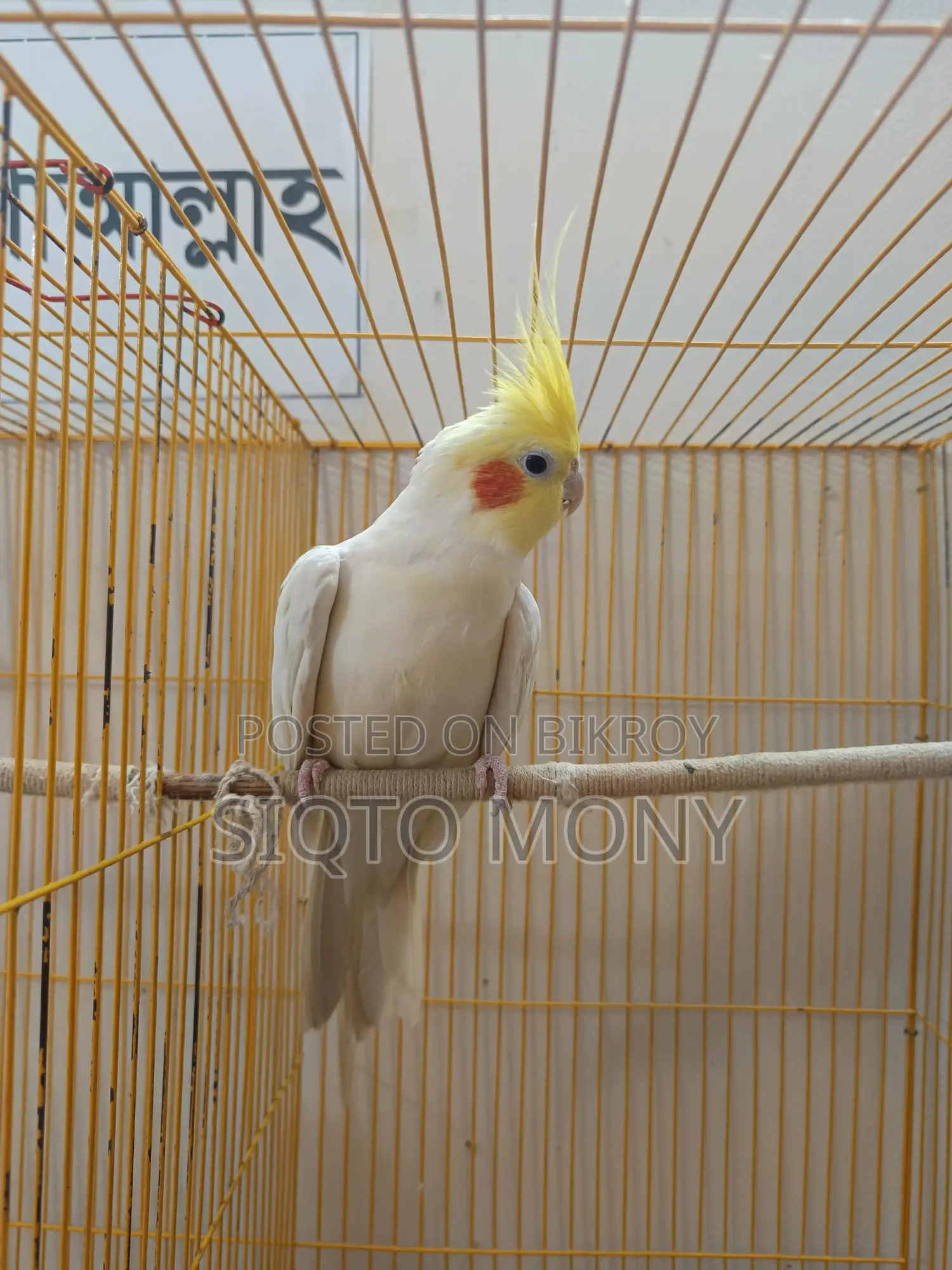 ককাটেল মেল