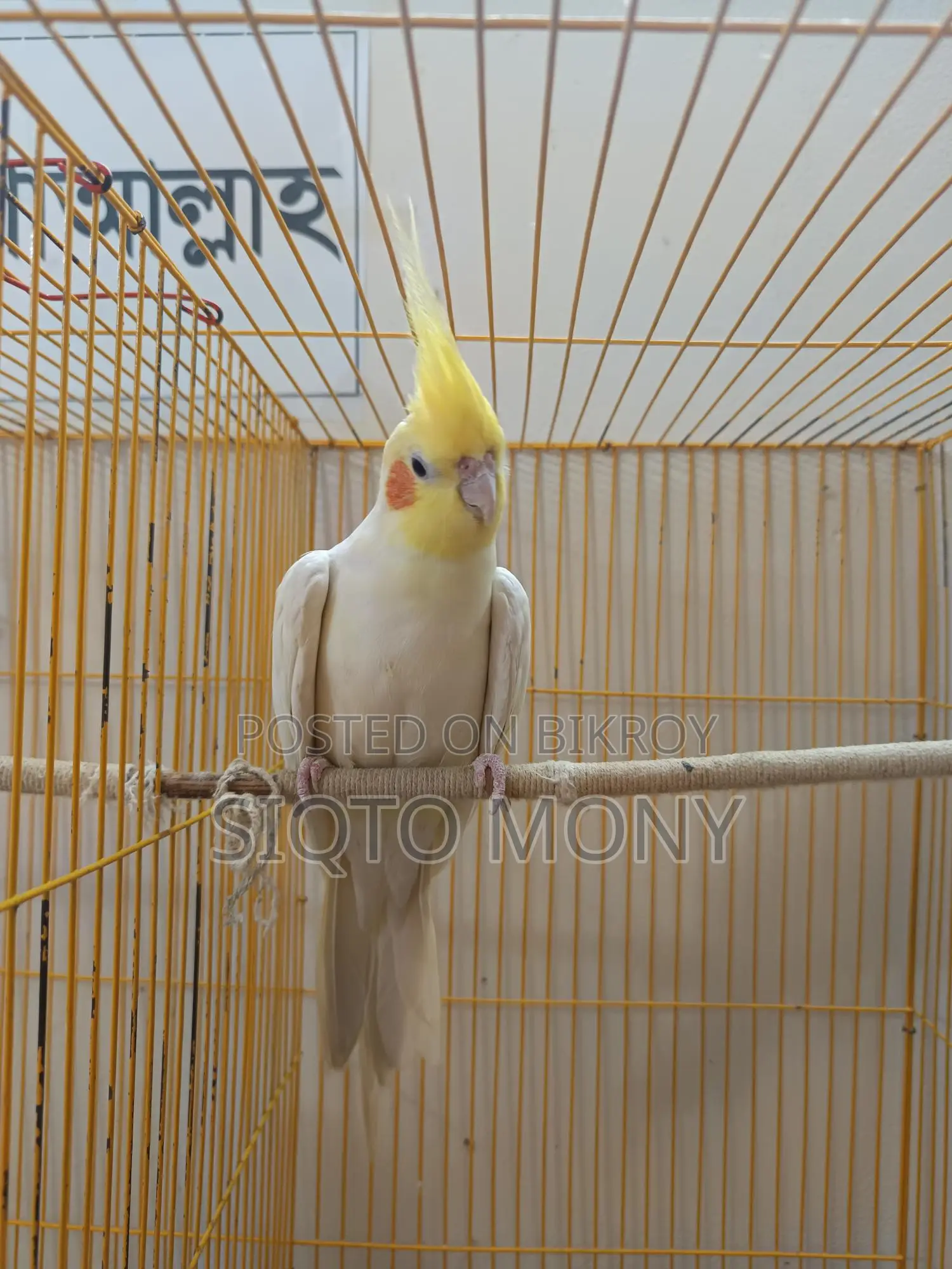 ককাটেল মেল
