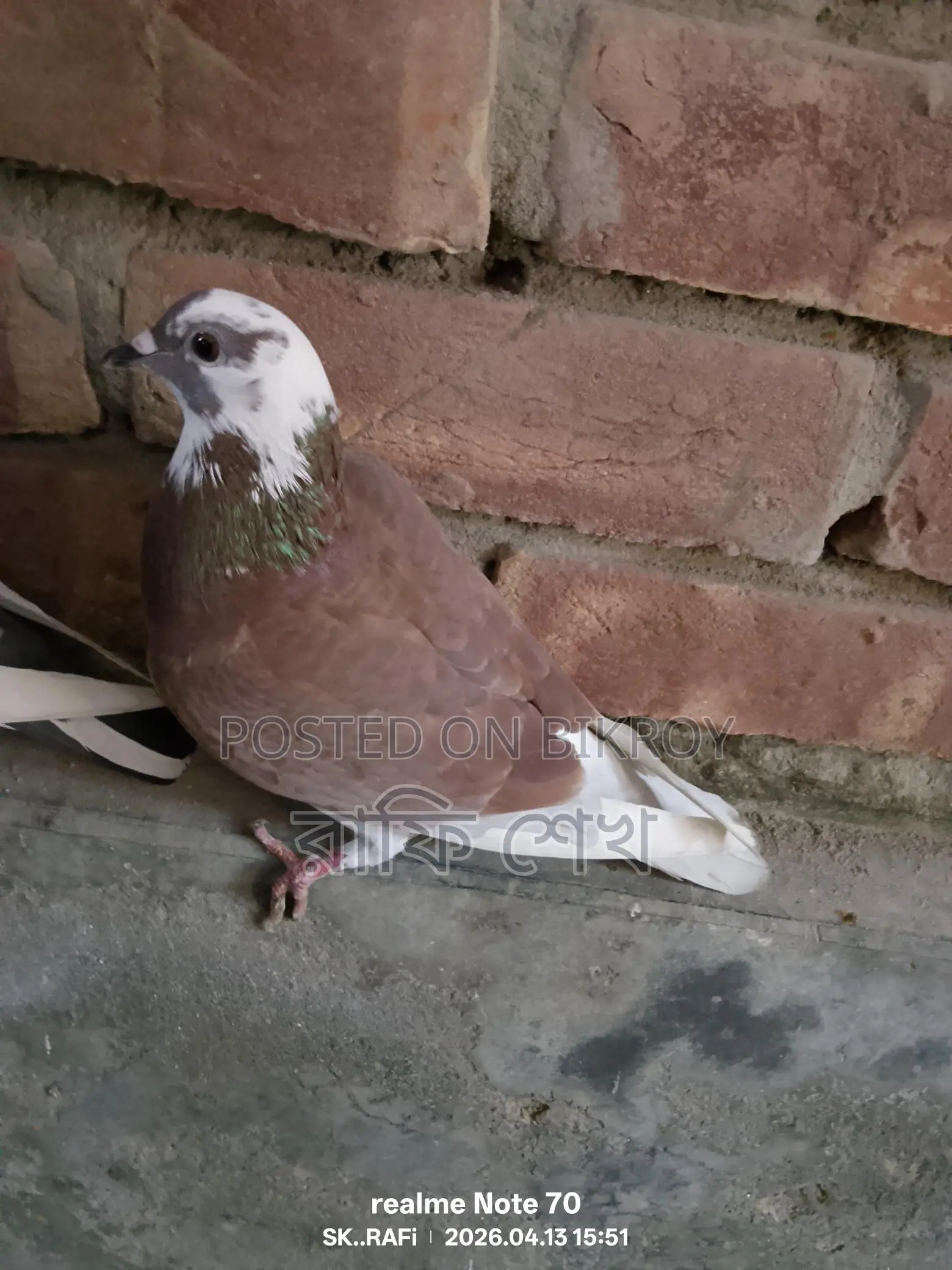 Pigeons