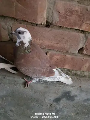 কবুতর