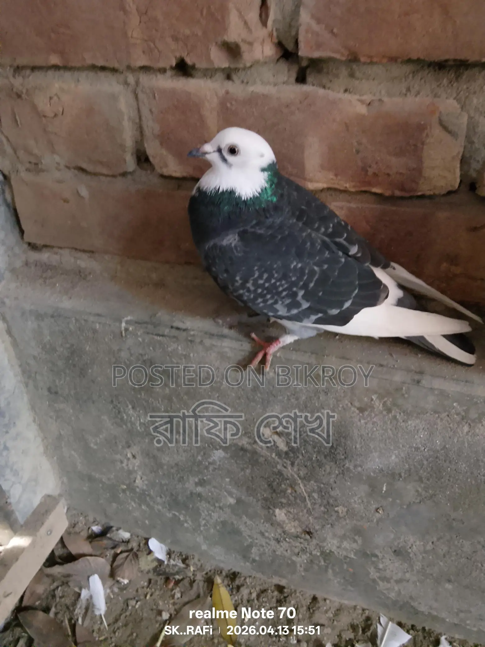 Pigeons