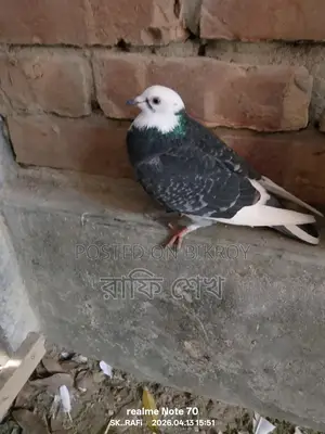 Pigeons