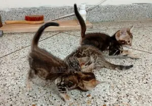 Bengal Cat