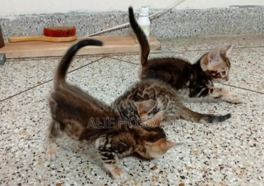 Bengal Cat