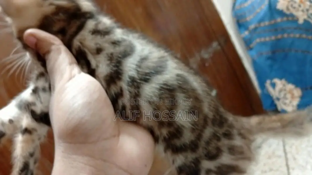 Bengal Cat