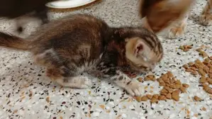 Bengal Cat
