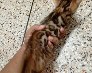 Bengal Cat