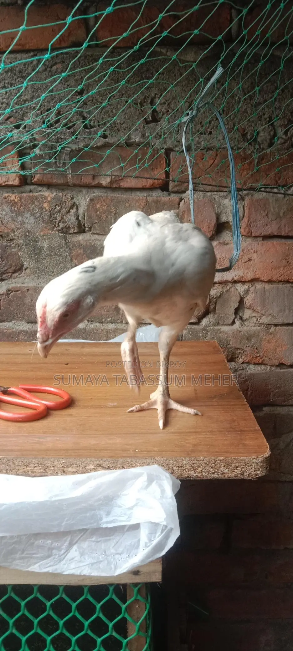 Asil Chicken