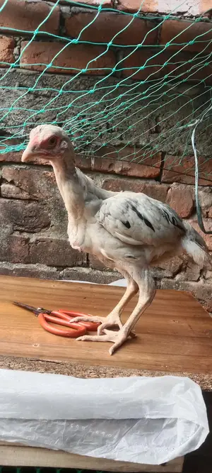 Asil Chicken