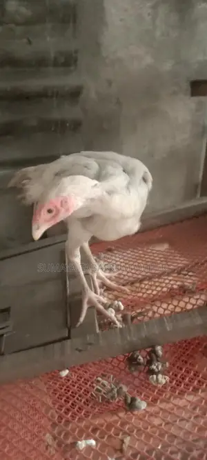 Asil Chicken