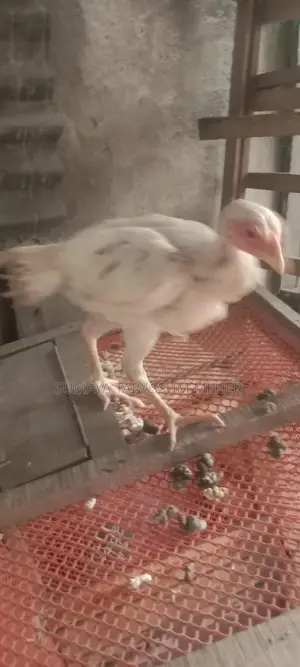 Asil Chicken