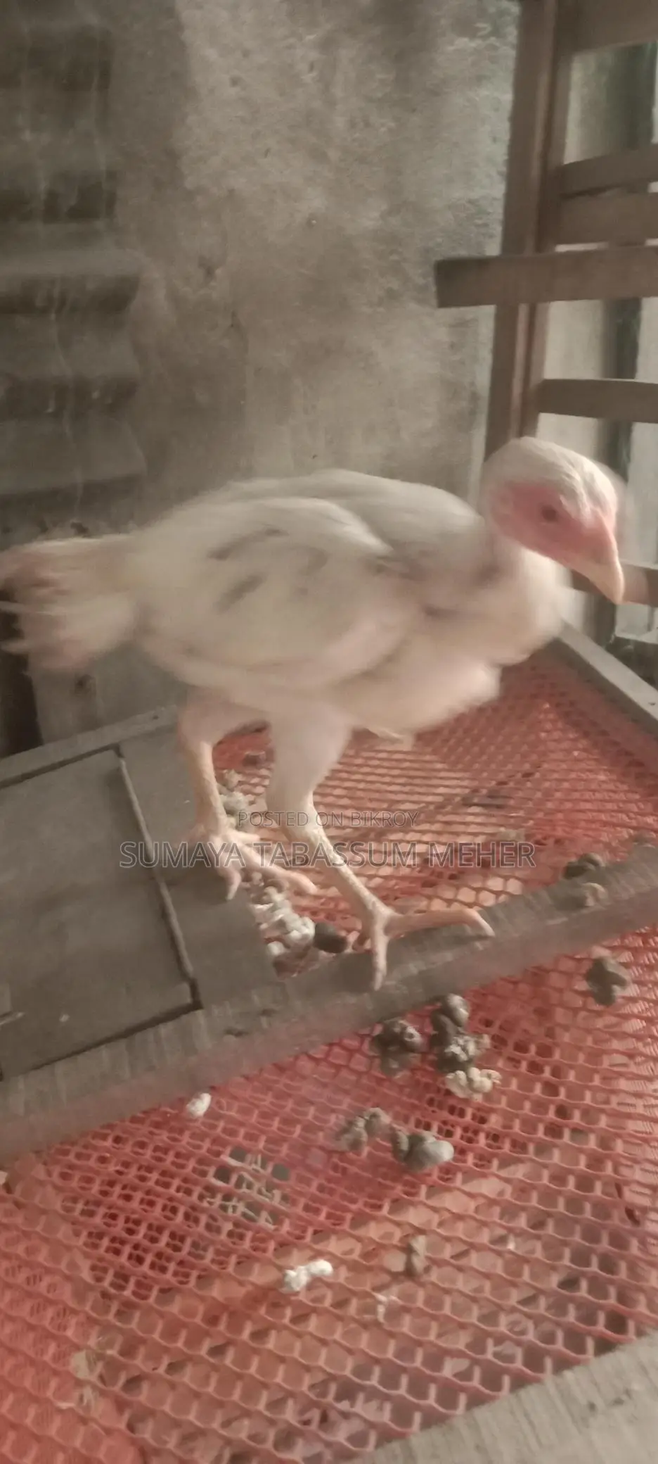 Asil Chicken