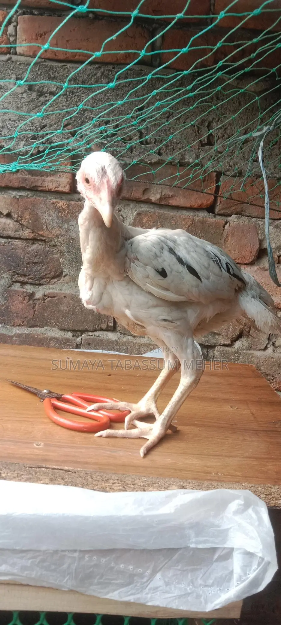 Asil Chicken
