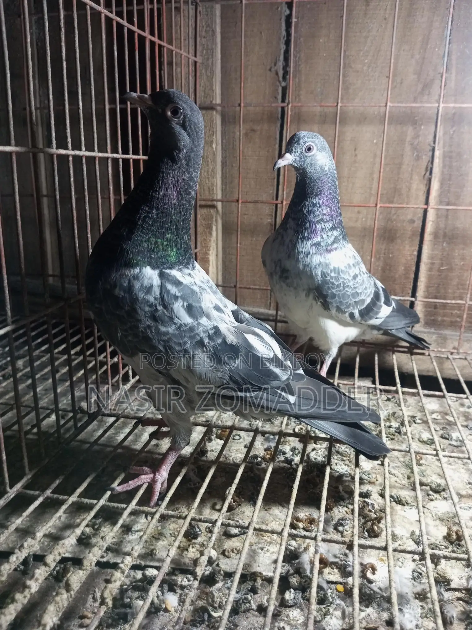 Pigeons for sale