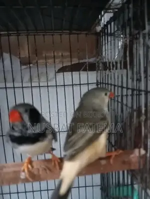 জাম্বু ফিঞ্চ রানিং পেয়ার