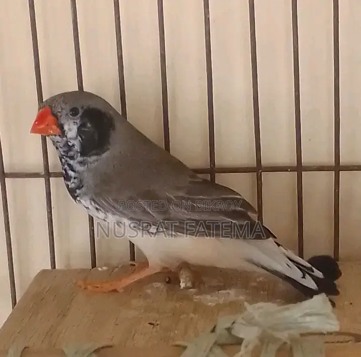 Jambu Finch Running Pair