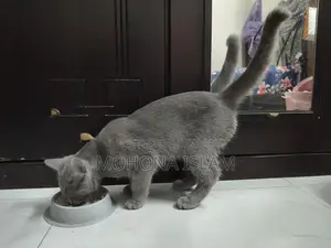 British Short Hair Sami Adult Male
