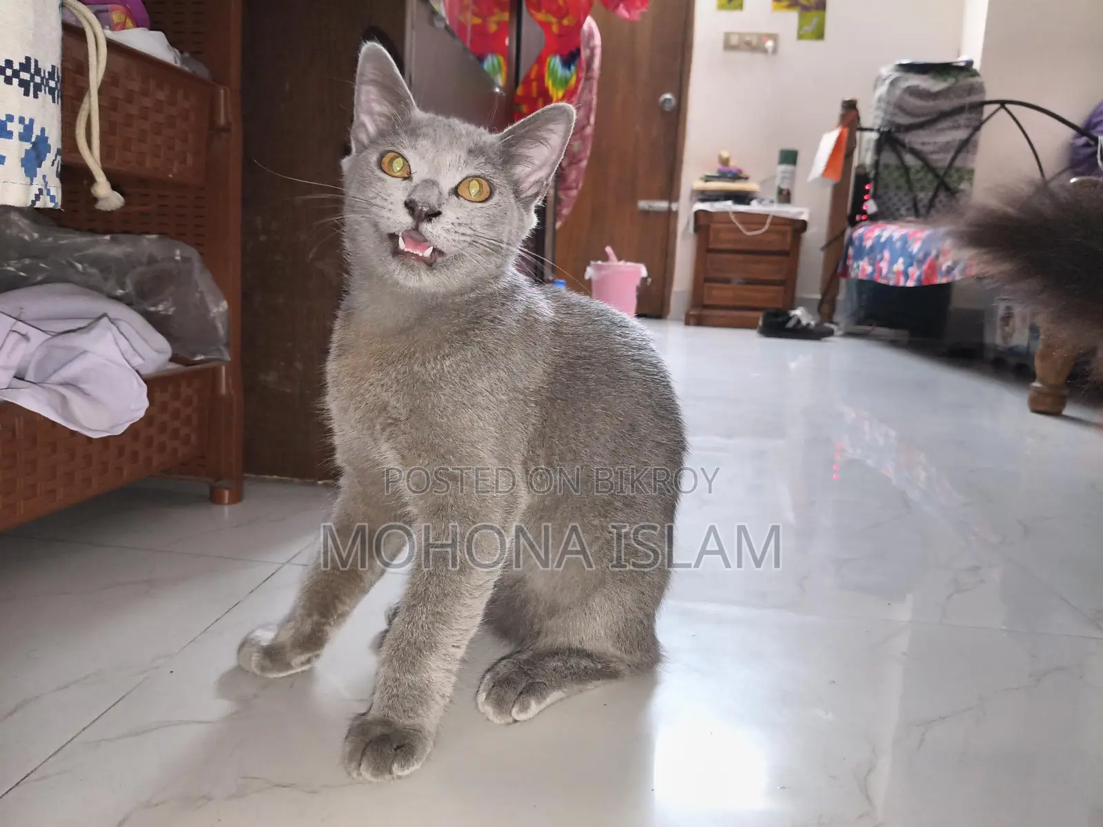 British Short Hair Sami Adult Male