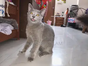 British Short Hair Sami Adult Male