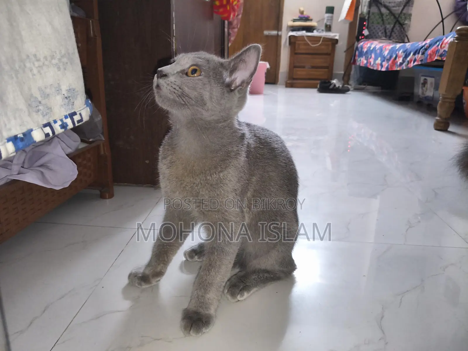British Short Hair Sami Adult Male