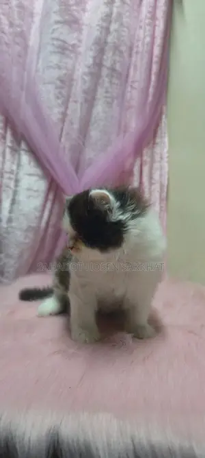Persian Cat
