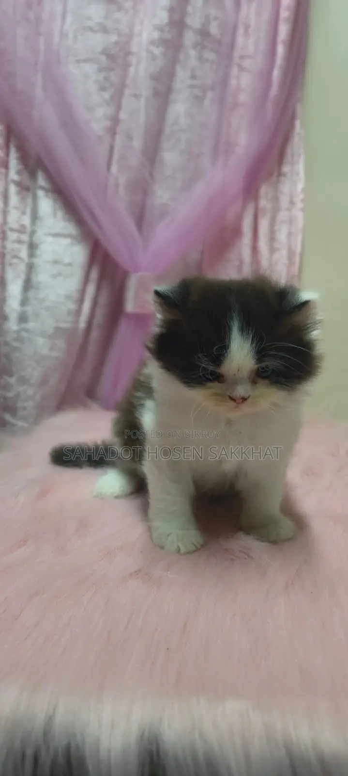 Persian Cat