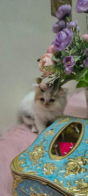 Persian Cat