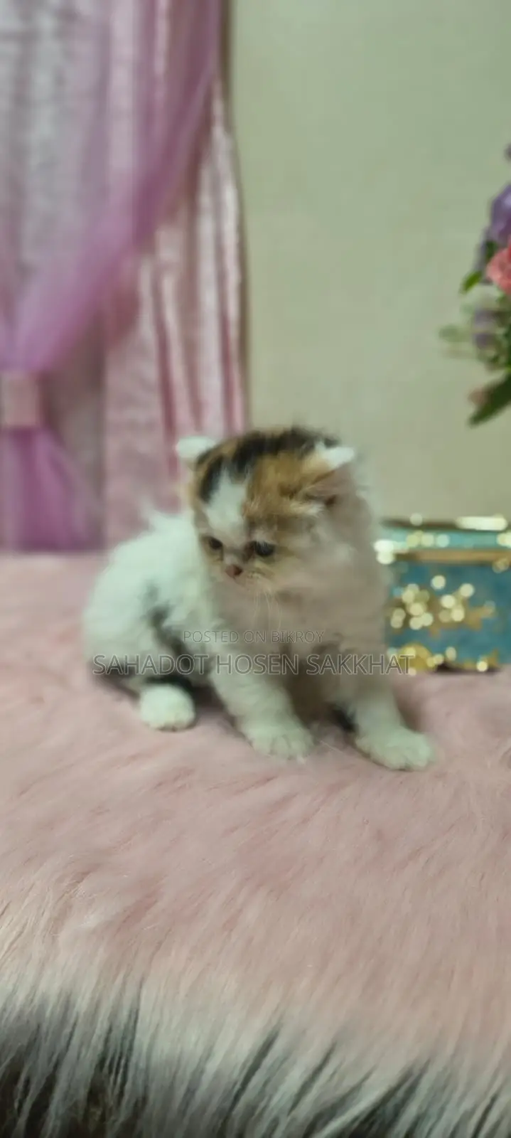 Persian Cat